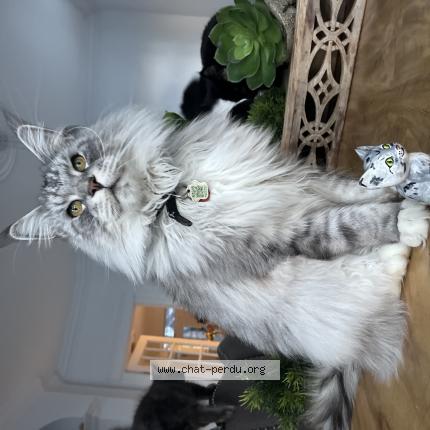 Photo de chat perdu à Laval