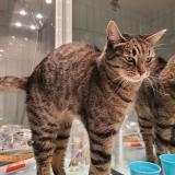 Photo de chat perdu à Neuilly Sur Seine