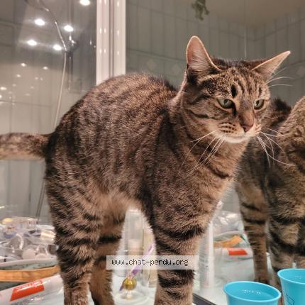 Photo 1/1 Juliette Chat perdu à Neuilly sur seine