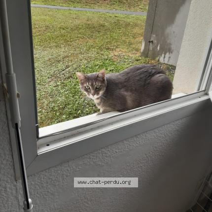 Photo de chat perdu à Nangy