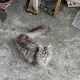 Photo de chat trouvé à Ollioules