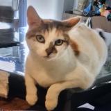 Photo de chat perdu à Lyon