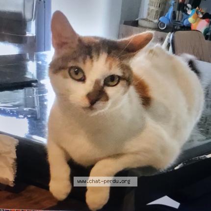 Photo 1/1 Mounette Chat perdu à Lyon