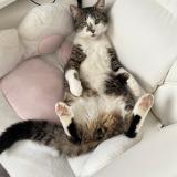 Photo de chat perdu à Luche Pringe