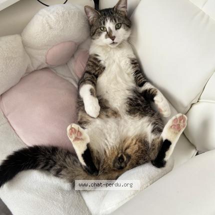 Photo 1/1 Chouchou Chat perdu à Luche pringe