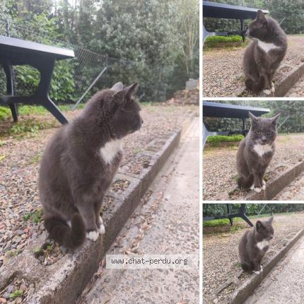 Photo 1/1 Chat trouvé Trouvé à Lesve