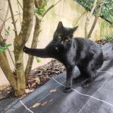 Photo de chat perdu à Le Cannet Des Maures