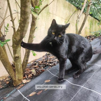 Photo 1/1 Minion Chat perdu à Le cannet des maures