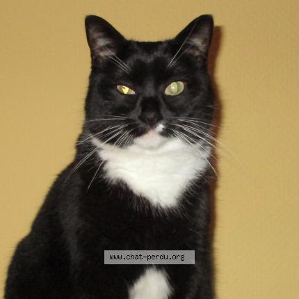 Photo 1/1 EVA Chat perdu à Watermael boitsfort