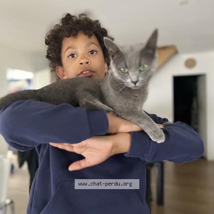 Photo 1/1 Pearl Chat perdu à Vironvay