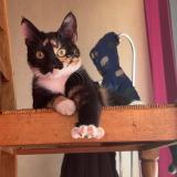 Photo de chat perdu à Champigny Sur Marne