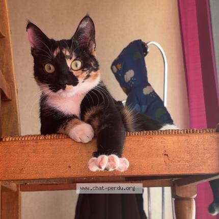 Photo 1/1 Iris Chat perdu à Champigny sur marne