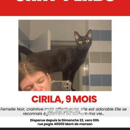 Photo 1/1 Cirila Chat perdu à Mont De Marsant