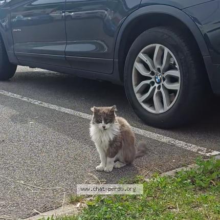 Photo 1/1 Chat trouvé Trouvé à Le thillay