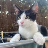 Photo de chat perdu à Plaisir