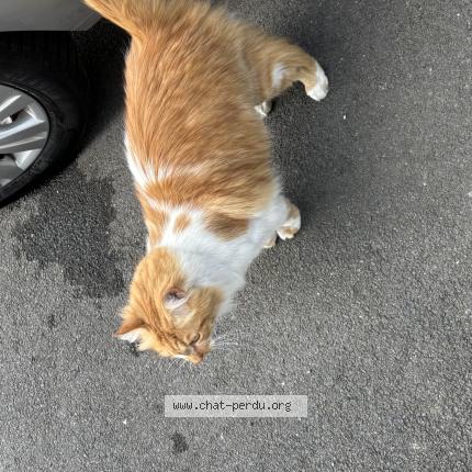 Photo 1/1 Chat trouvé Trouvé à Tourcoing