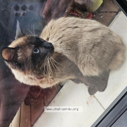 Photo 1/1 Chat trouvé Trouvé à Gennevilliers