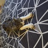 Photo de chat perdu à Cadenet