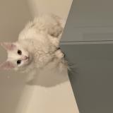 Photo de chat perdu à Deuil La Barre