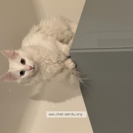 Photo 1/1 Vahia Chat perdu à Deuil la barre