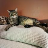 Photo de chat perdu à La Ciotat