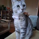 Photo de chat perdu à Montesson