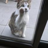 Photo de chat trouvé à Vulaines Sur Seine