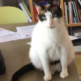 Photo de chat perdu à Romans Sur Isere