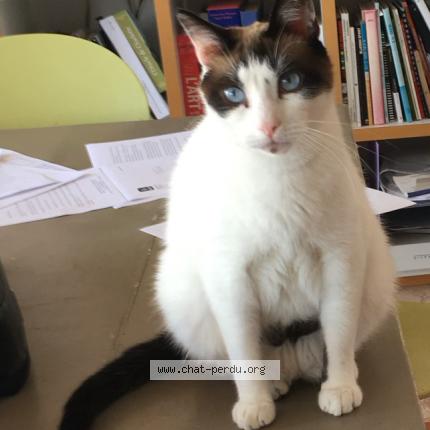 Photo 1/1 CHALIMAR Chat perdu à Romans sur isere