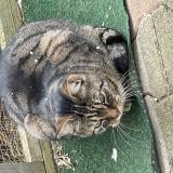 Photo de chat perdu à Guilherand Grange