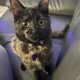 Photo de chat perdu à Morcenx