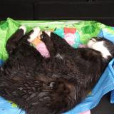 Photo de chat trouvé à Stattmaten