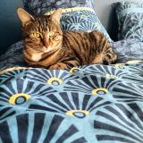 Photo de chat perdu à Besancon