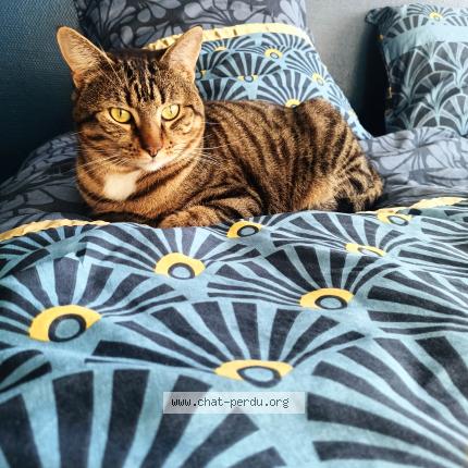 Photo 1/1 Mimi Chat perdu à Besancon