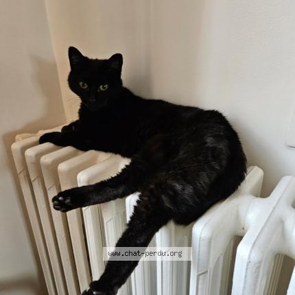 Photo 1/1 Pepa Chat perdu à Merignac