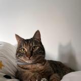 Photo de chat perdu à Aouste Sur Sye