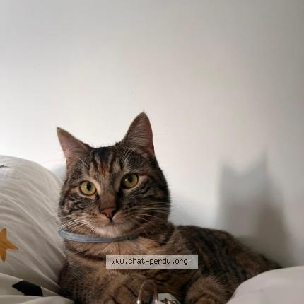 Photo 1/1 Avril Chat perdu à Aouste sur sye