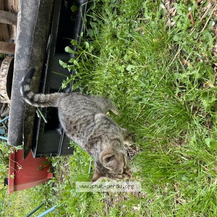 Photo 1/1 Chat trouvé Trouvé à Estaires