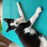 Photo de chat perdu à Kuntzig