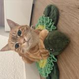 Photo de chat perdu à Belfort