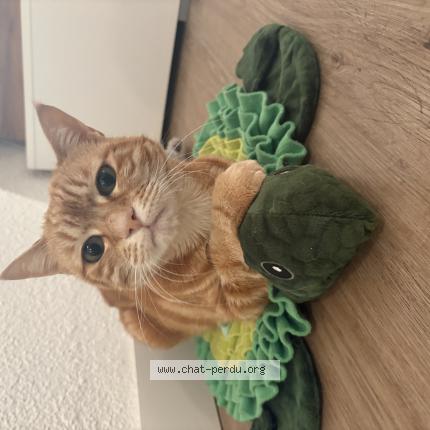 Photo 1/1 Nala Chat perdu à Belfort