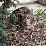 Photo de chat trouvé à Villejuif 94800