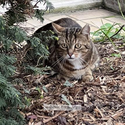 Photo 1/1 Chat trouvé Trouvé à Villejuif 94800