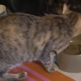 Photo de chat perdu à Cournon D Auvergne