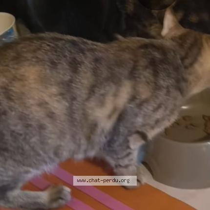 Photo 1/1 Princesse Chat perdu à Cournon d auvergne