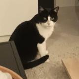 Photo de chat perdu à Eyguieres