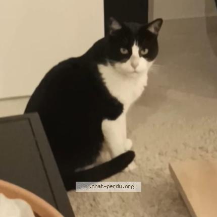 Photo 1/1 Roki Chat perdu à Eyguieres