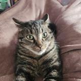 Photo de chat perdu à Jallais