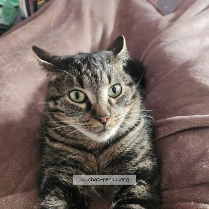Photo 1/1 Coñio Chat perdu à Jallais