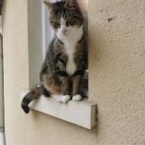 Photo de chat perdu à Saint Mard